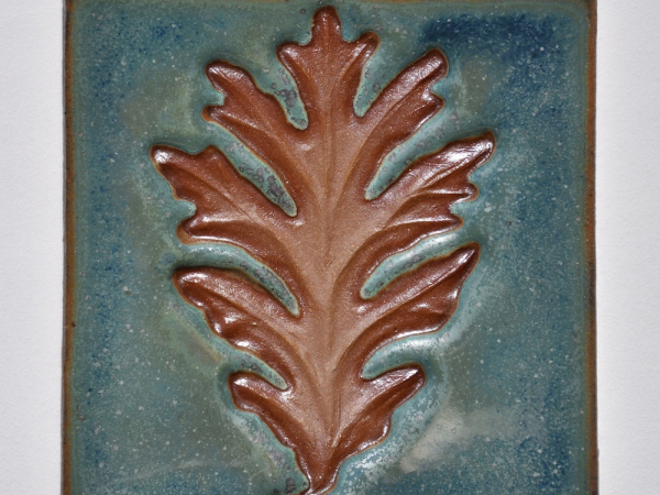 Quercus Alba Leaf
