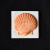 Orange Ceramic Sea Shell