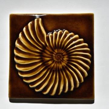 Pleuroceras Ammonite Fossil Tile