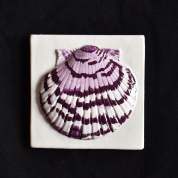 Calico Scallop Shell Tile